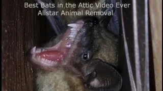 Bats in the Attic   Allstar Animal Removal