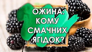 Ожина Небеса можуть зачекати, багатий врожай | Яскрава Клумба.