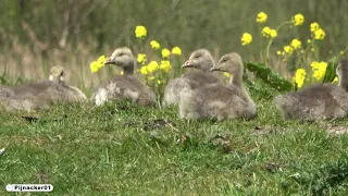 Greylag goslings