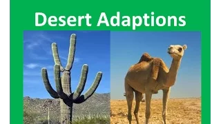 Desert Plants and Animals adaptations -For Kids