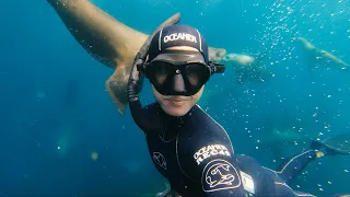 FREEDIVING With Fur Seals // Exploring new underwater caves, surrounded by hundreds of seals.