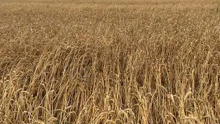 Ціна на пшеницю, ячмінь, соняшник станом на сьогодні