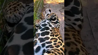 Jaguar Belly! BEAUTIFUL