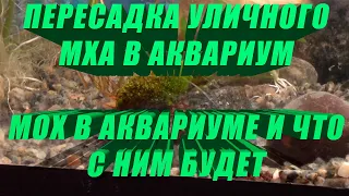 Пересадка уличного мха в аквариум.  Мох в аквариуме и что с ним будет