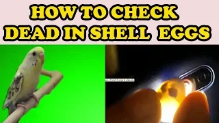 EGGS CANDLING l HOW TO CHECK IF EGGS ARE DEAD IN SHELL l URDU/HINDI