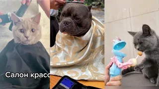 Cute Pets And Funny Animals! Video Compilation #62