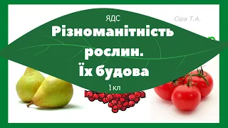 Різноманітність рослин Їх будова | ЯДС 1 клас |