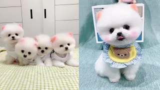 Funny and Cute Dog Pomeranian 😍🐶| Funny Puppy Videos #212