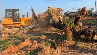 Super Bulldozer Pushing Huge Tree