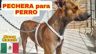 COMO hacer una PECHERA para PERRO