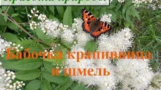 Бабочка крапивница и шмель. Как выглядит бабочка крапивница? Июнь-2014