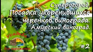 Посадка укоренившихся черенков винограда. Суперогород. Амурский виноград.