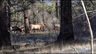 Colorado Migration Elk Hunt