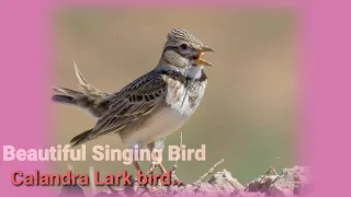 Calandra Lark bird  singing Beautifully