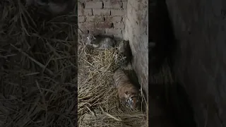 Aggressive 20 Days Old Taby and Tiger Cubs | Nouman Hassan | #tiger #lion