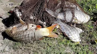 Cast Net Fishing | Traditional Cast Net Fishing in Village | Fishing with Beautiful Natural -Part 34