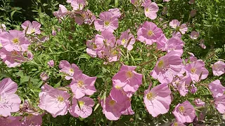 ‎@New things in nature  Oenothera speciosa,pink evening primrose flowers,lulet e zonjave rozë(2)