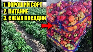 Собираю ТОННЫ ПЕРЦА с маленького участка! 🌶🌶🌶