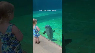 Dolphin delights toddler by stopping for 'chat'