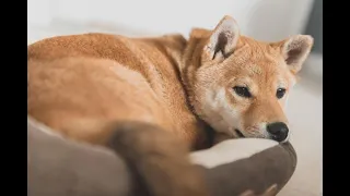 Is it Too Late to Buy Shiba Inu What is the industry saying about it