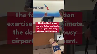 Service Dog Training at BWI Marshall Airport