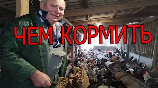 Кормление птицы | ПРИНЦИП КОРМЛЕНИЯ кур