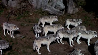 5 Animals That A Wolf Pack Is Affraid Of. Who Are They?!