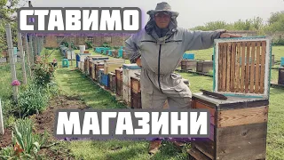 ✅Принципи першого розширення вулика