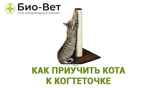 Как Приучить Кота к Когтеточке 😼 // Советы Ветеринара // БИО-ВЕТ