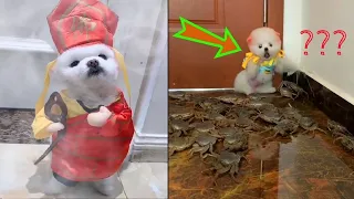 Tik Tok Chó Phốc Sóc Mini | Funny and Cute Pomeranian Videos #21