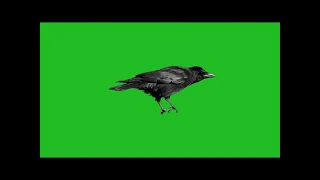 Crow green screen effect no copyright ｜ crow sound effect ｜ By Crazy Editor vvEjnu3Z9Qs