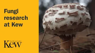 Fungi research at Kew