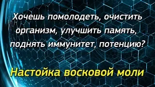 Огневка. Настойка восковой моли ПЖВМ. Проект "Честный мед". Санкт-Петербург