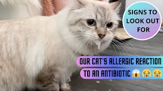 Our Cat's Allergic Reaction to Antibiotics