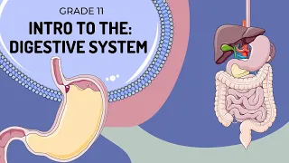 Digestive System Intro: From the Mouth to the Stomach