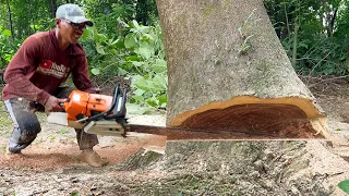 Which is the best ⁉️ Stihl ms881 & Husqvarna 3120xp, Cut down 2 Trembesi Trees.