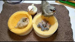 Hand feeding Diamond Firetail finch and Yellow Gouldian finch and Star finch baby 20221225