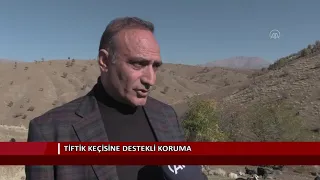 Tiftik keçisine destekli koruma