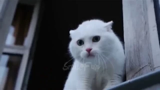 CAT SHOW.  Смешные коты и кошки 2018 Приколы с котами Funny Cats Compilation