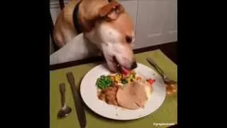 Dog Eats Thanksgiving Dinner