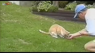 動物についての合成動画