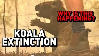 KOALA EXTINCTION: Why it's happening