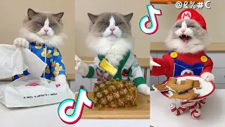 That Little Puff | Cats Make Food 😻 | Kitty God & Others | TikTok 2024 #63