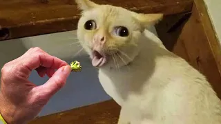 New Funny Cat and Dog Videos 😻🐶 Funniest Animals 😍 Part 1