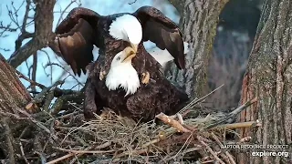 Decorah Iowa~They are too cute!💞 Mating in the nest~ 2023/02/08