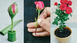 The method of growing red Roses from buds the whole world does not know - Propagate Roses
