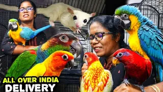 கண்ணைப் பறிக்கும் வண்ணப் பறவைகள், பேசும் பறவைகள் |Mufasa Pets, Chennai