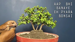 YOU MAKE A LOVELY BONSAI  // AAP BHI BANA SAKTE HAIN LOVELY JADE BONSAI  // BONSAI THE ART 🏝