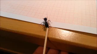 Camponotus fellah - Major-worker strenght