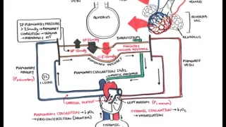 Pulmonary Vascular Physiology Pressure and Hypertension